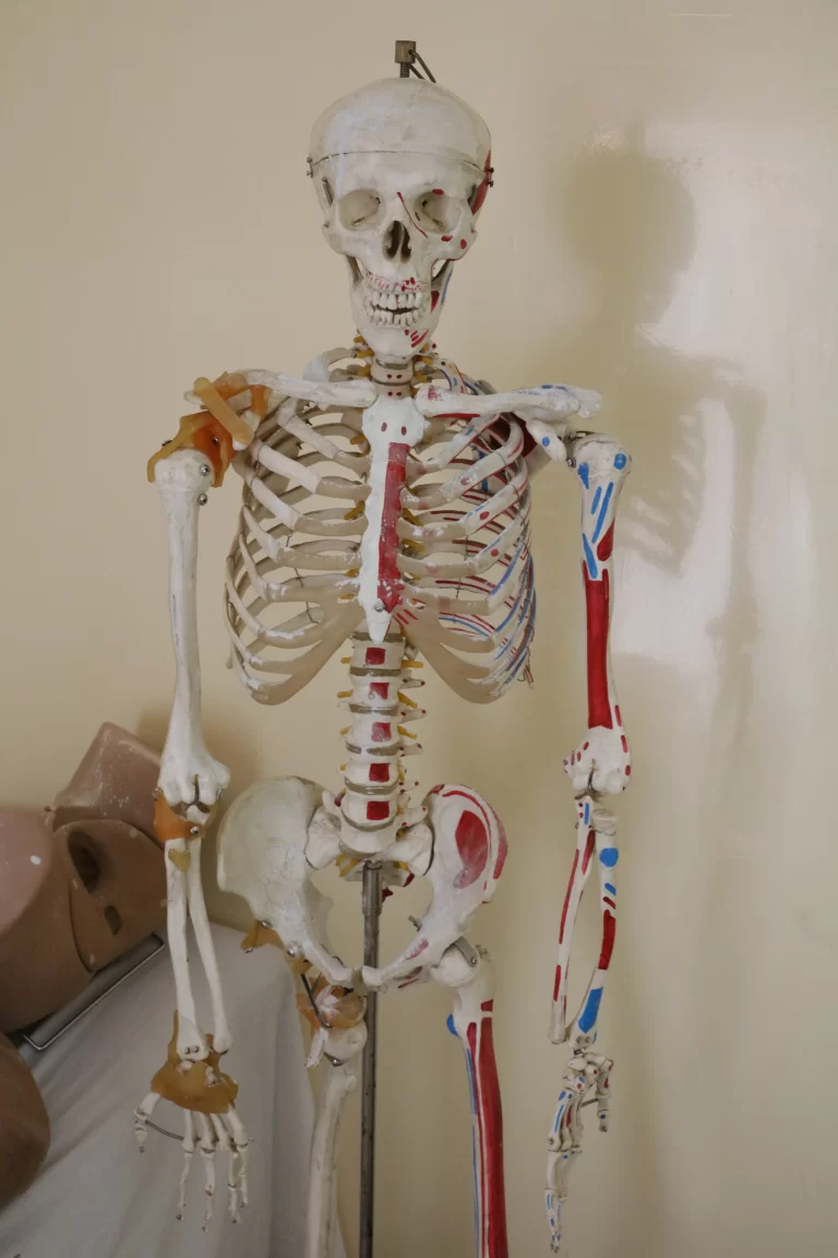 Squelette pédagogique en salle de travaux pratiques à IPAF Santé